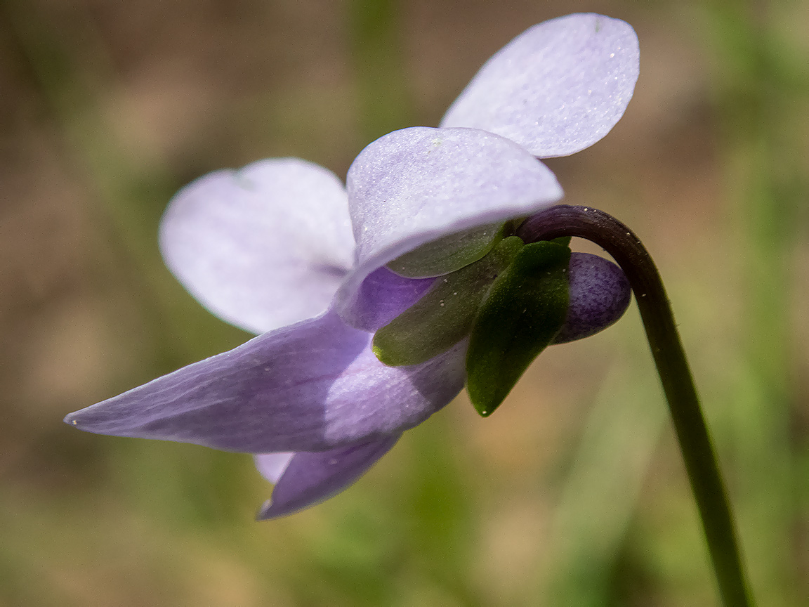 Image of Viola palustris specimen.