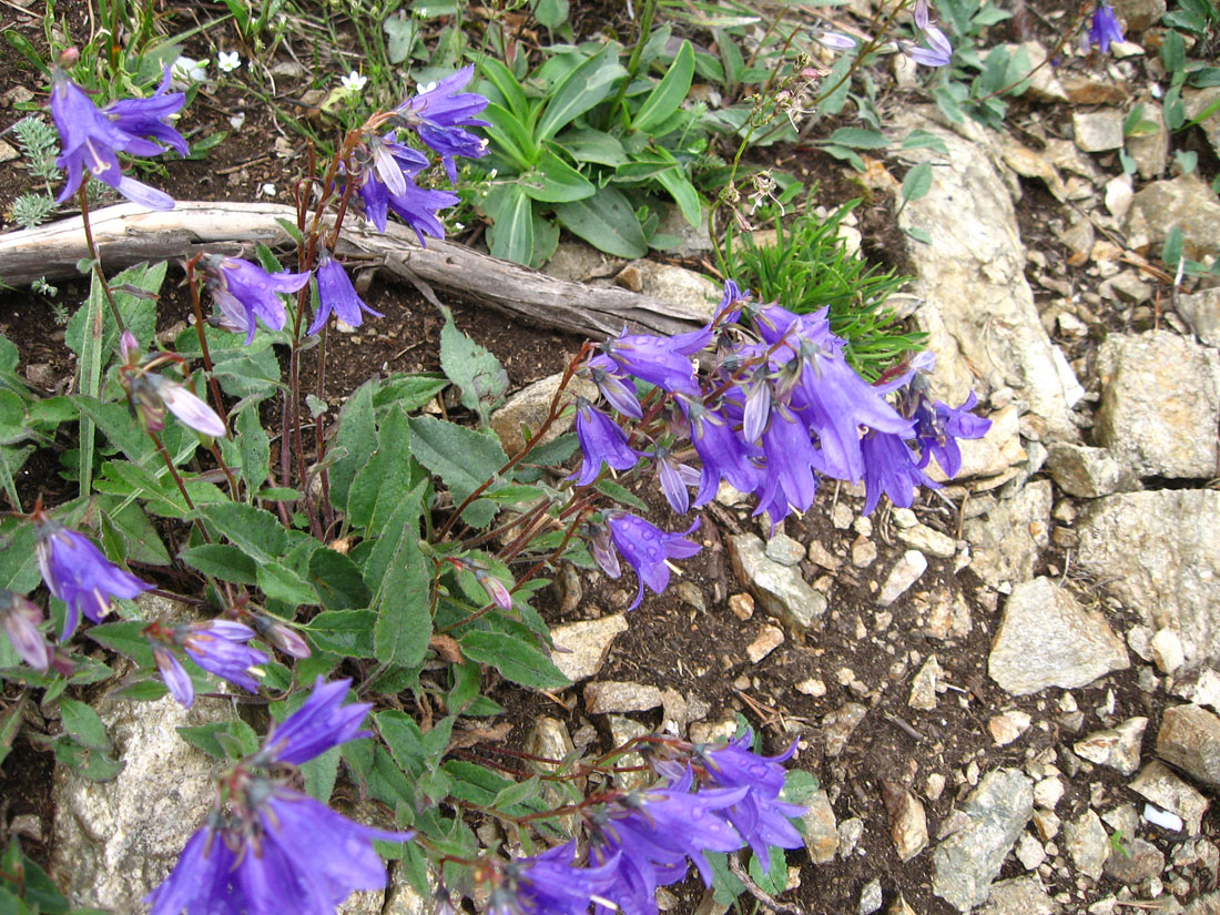 Изображение особи Campanula collina.