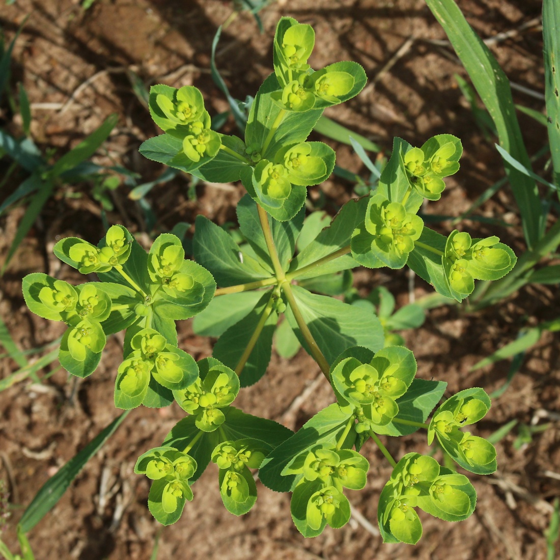 Изображение особи Euphorbia helioscopia.