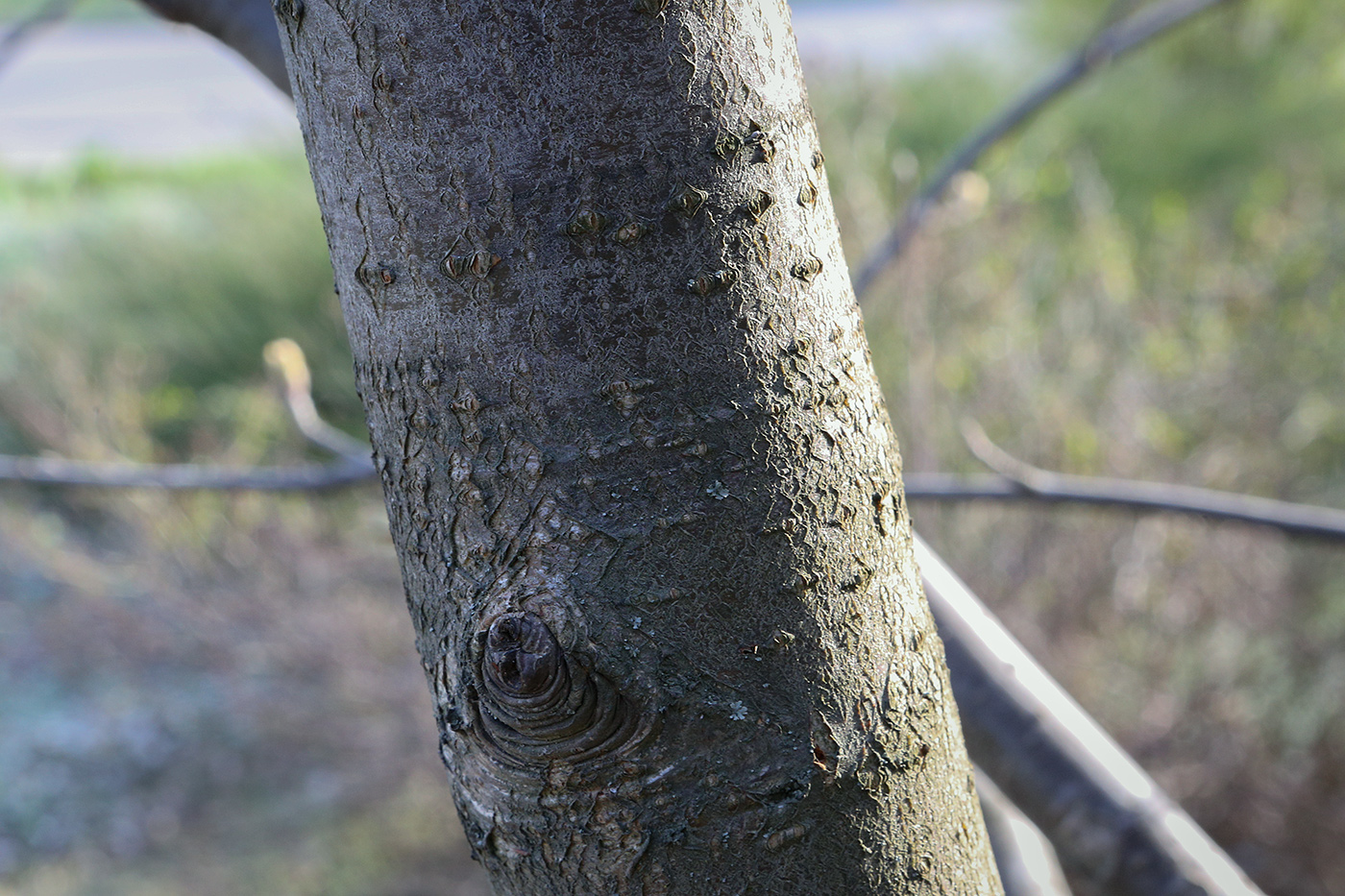 Image of genus Sorbus specimen.