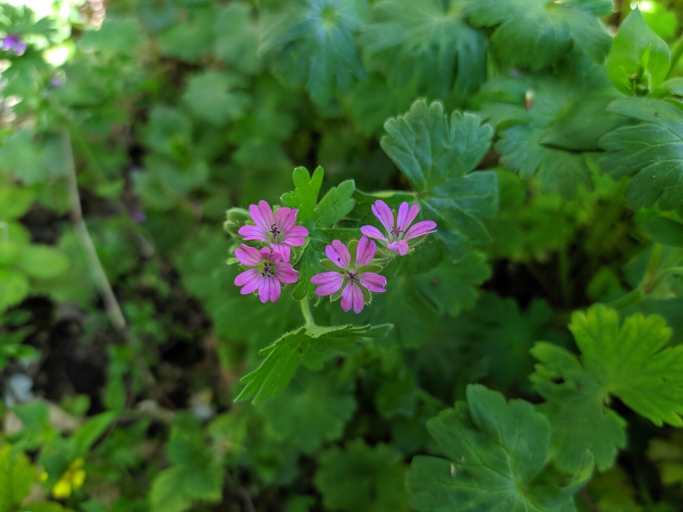 Изображение особи Geranium molle.