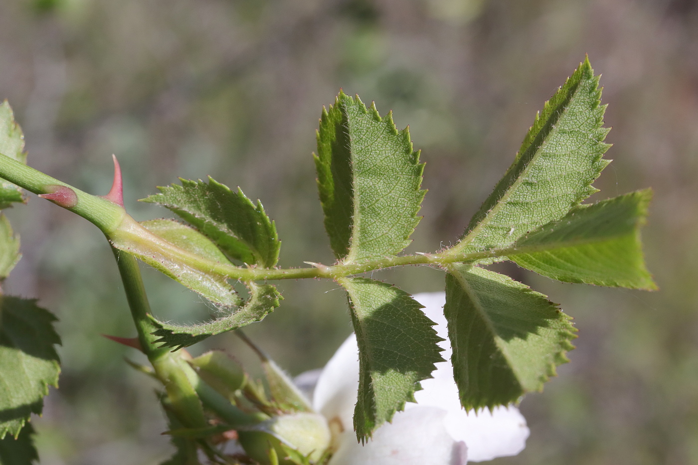 Изображение особи Rosa agrestis.