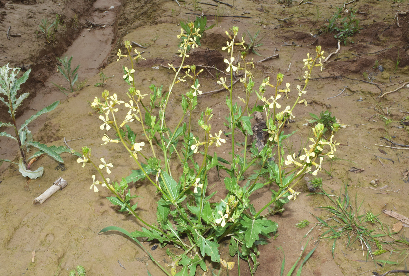 Image of Eruca sativa specimen.