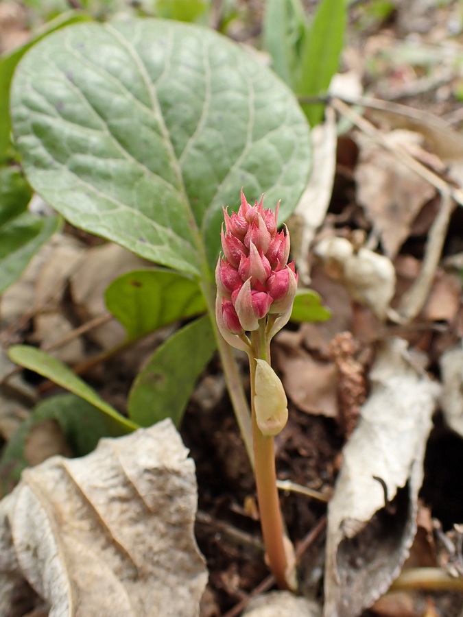 Изображение особи Pyrola incarnata.