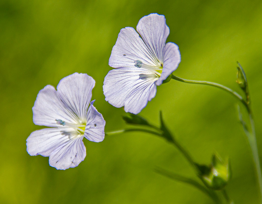 Image of Linum usitatissimum specimen.