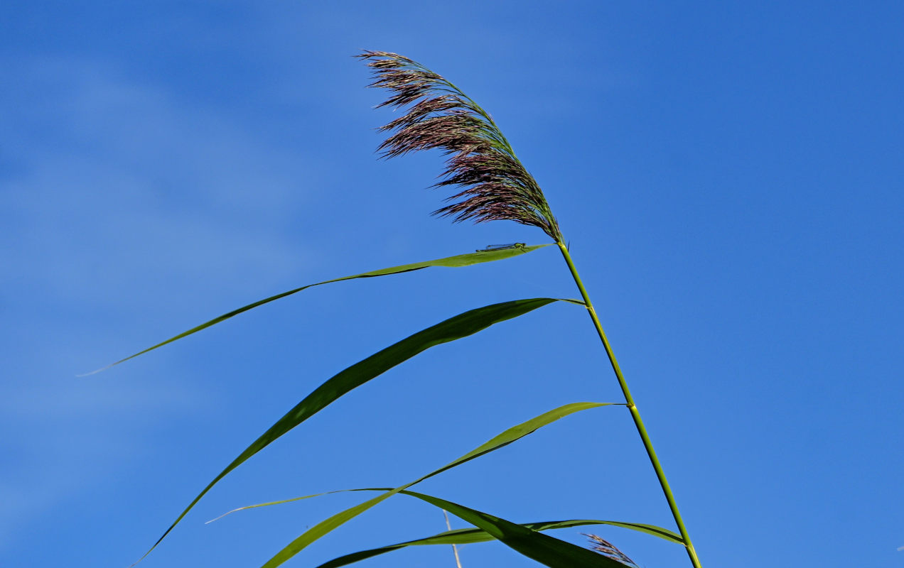 Image of Phragmites australis specimen.