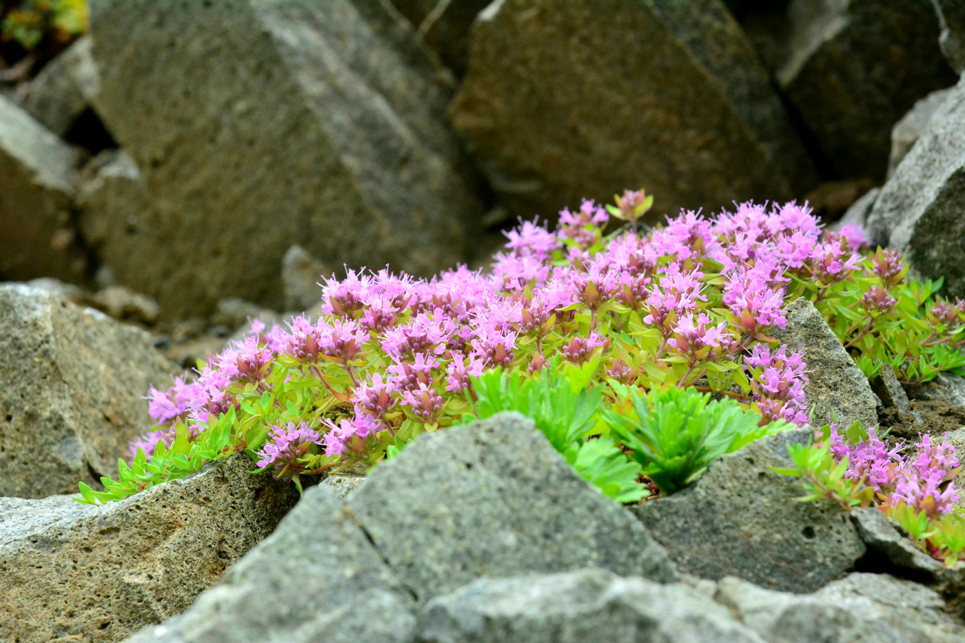 Image of Thymus komarovii specimen.