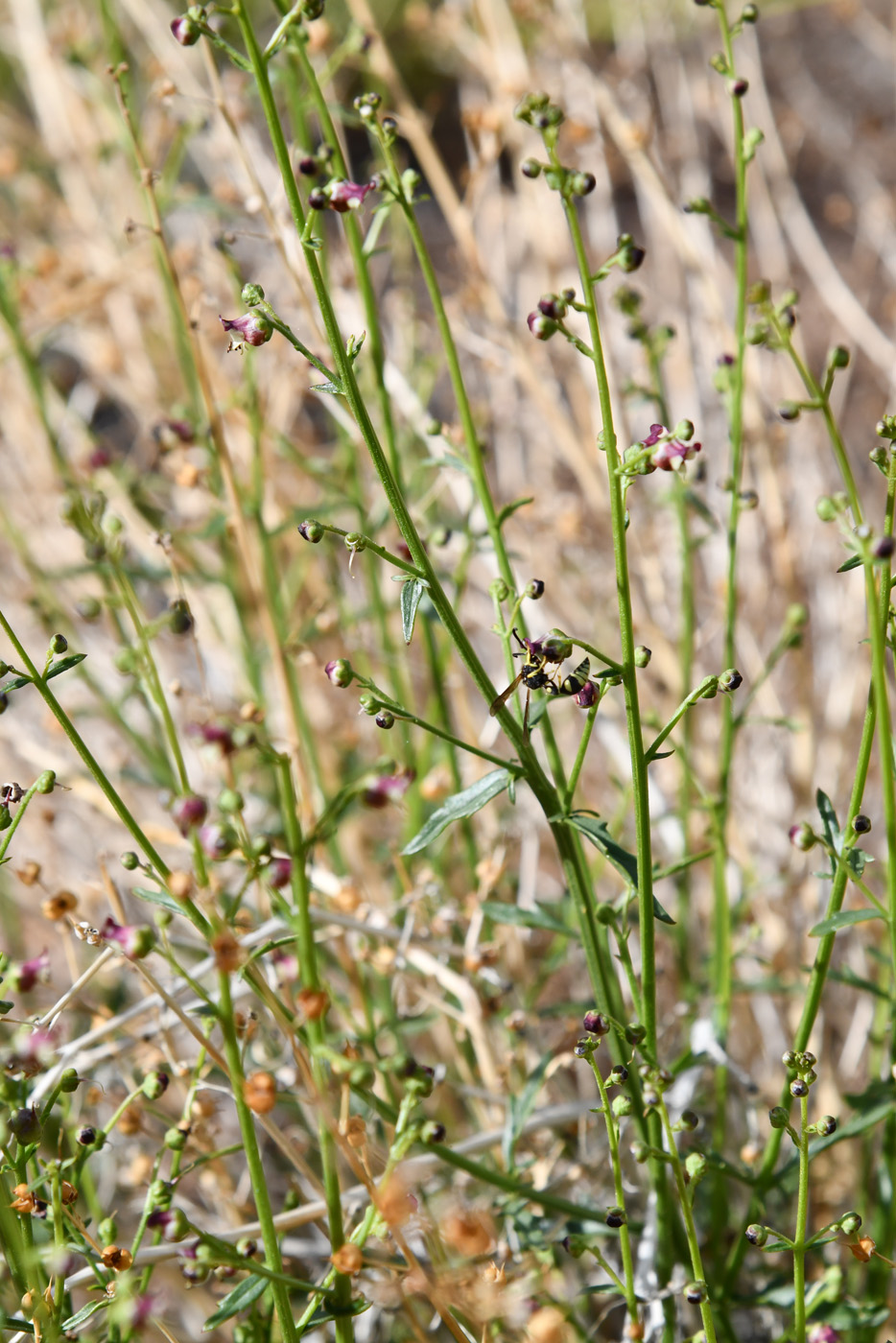 Image of Scrophularia incisa specimen.