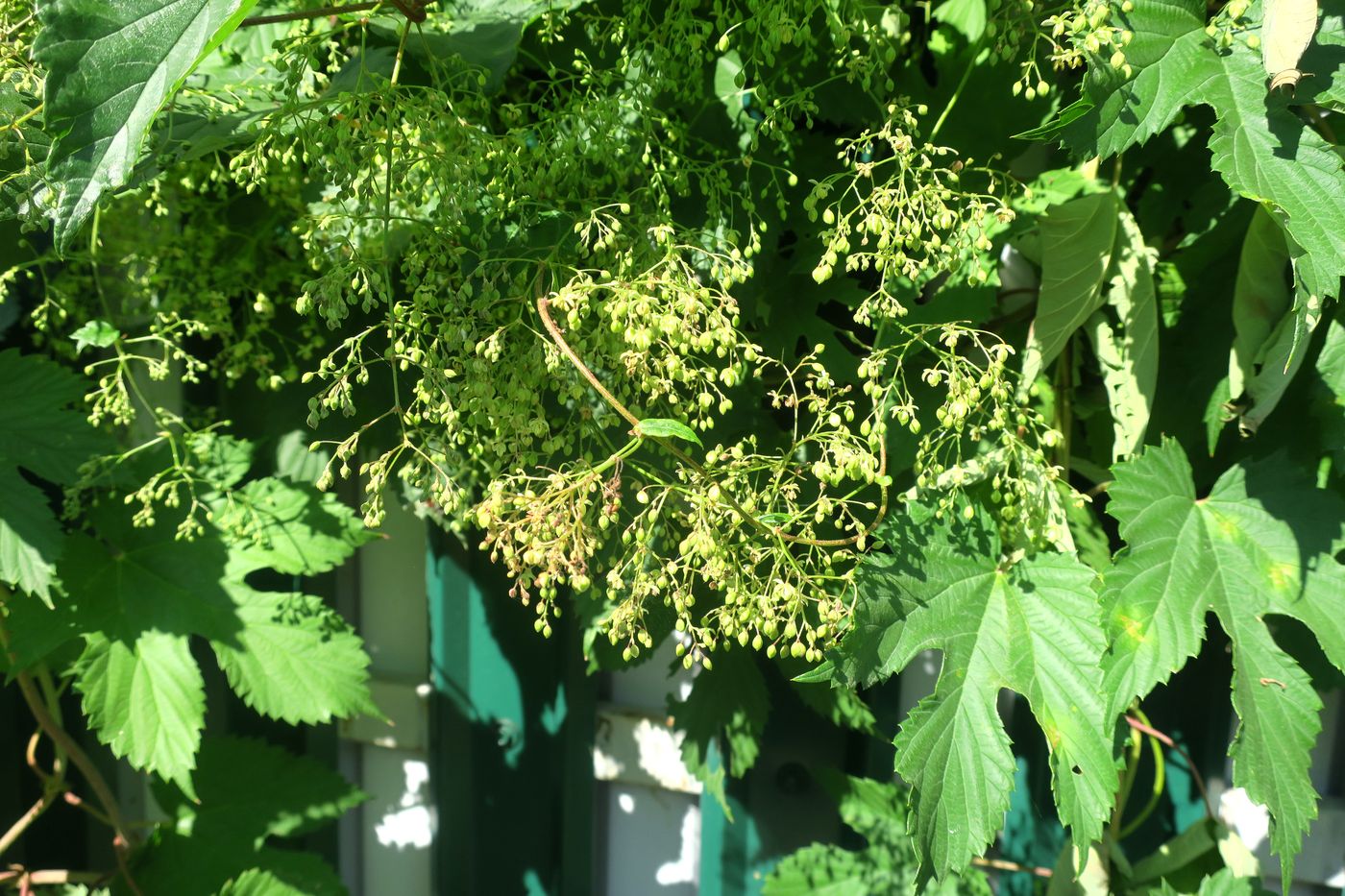 Image of Humulus lupulus specimen.