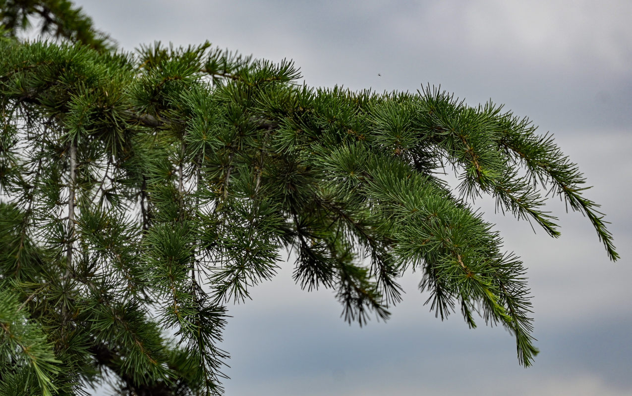 Изображение особи Cedrus deodara.