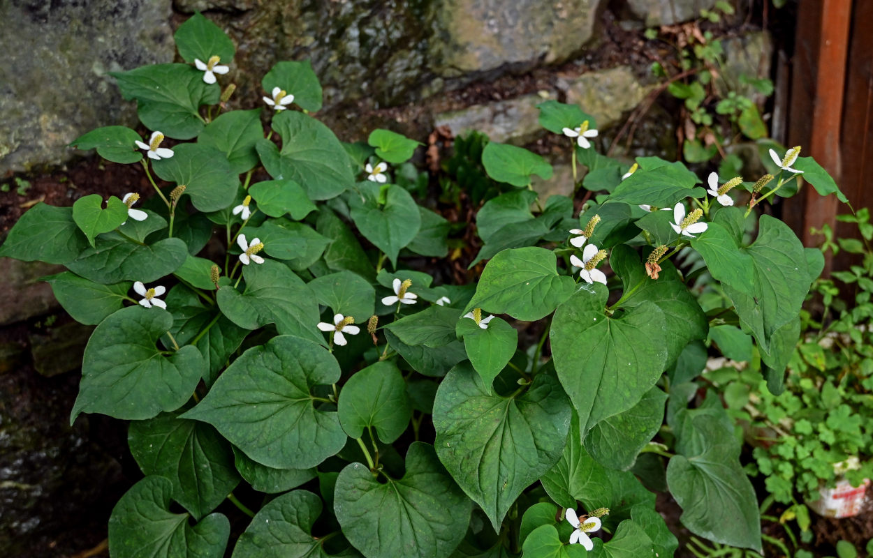 Изображение особи Houttuynia cordata.