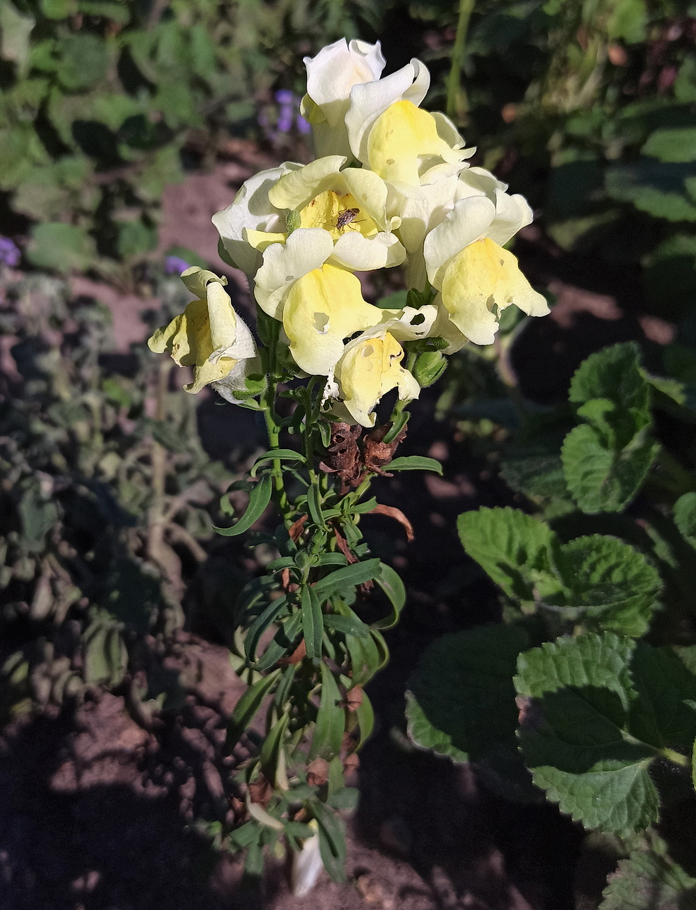 Image of Antirrhinum majus specimen.