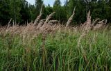 Calamagrostis epigeios. Плодоносящие растения. Московская обл., Волоколамский гор. округ, долина р. Каменка, опушка смешанного леса. 17.08.2024.