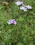 Linum hypericifolium. Верхушки побегов с соцветиями. Чечня, Шаройский р-н, долина р. Кенхи, ур. Хилиди, луг. 24 июня 2024 г.