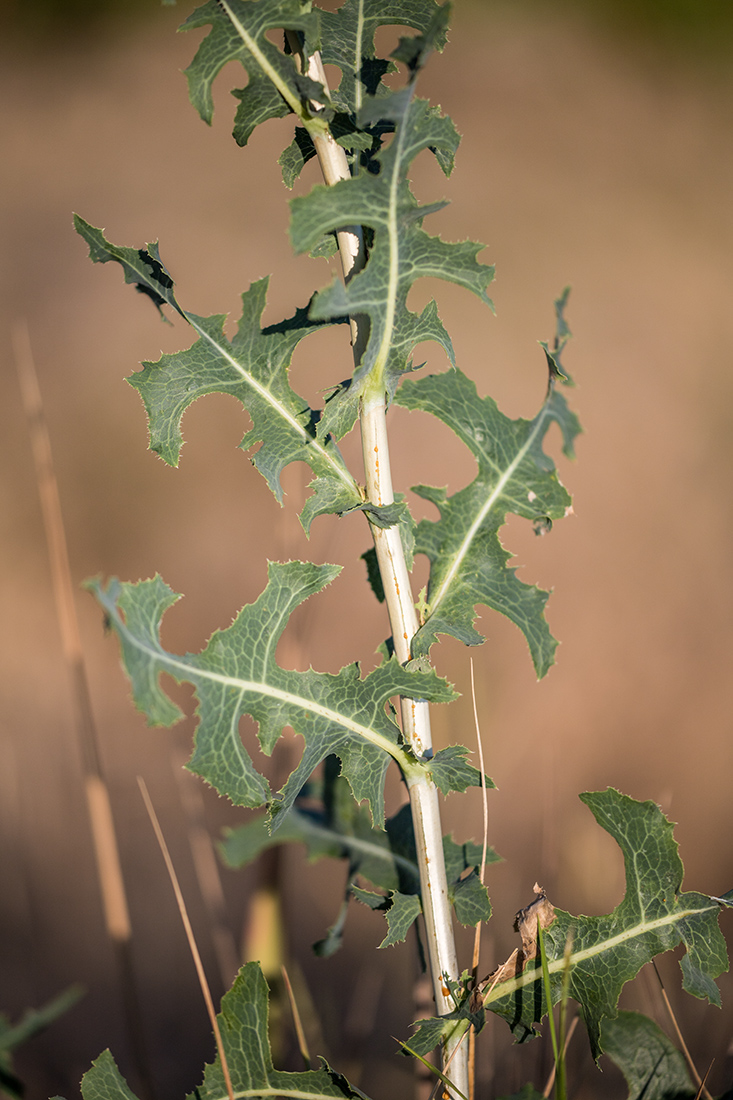 Изображение особи Lactuca serriola.