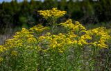 Solidago canadensis