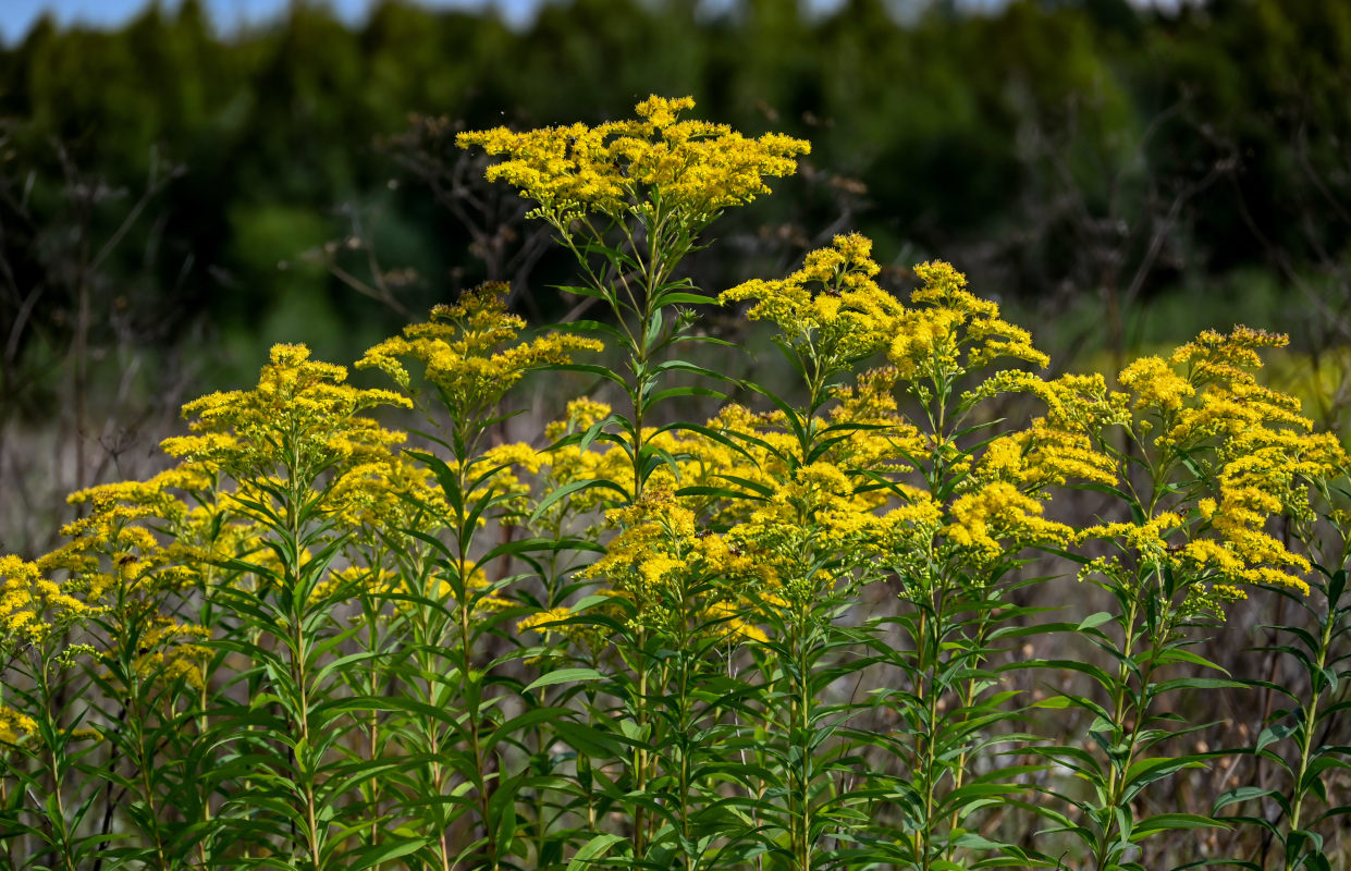 Image of Solidago canadensis specimen.