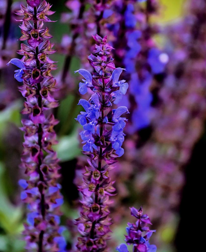 Изображение особи Salvia nemorosa.