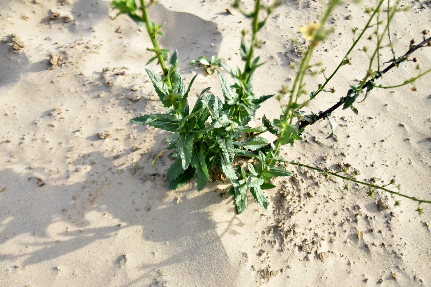 Изображение особи Verbascum blattaria.