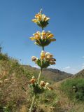 Phlomoides fetisowii. Верхушка цветущего растения. Казахстан, Западный Тянь-Шань, Киргизский хр., ущ. Сугаты, ≈ 1400 м н.у.м., лугово-степной склон вост. экспозиции. 12 июня 2024 г.