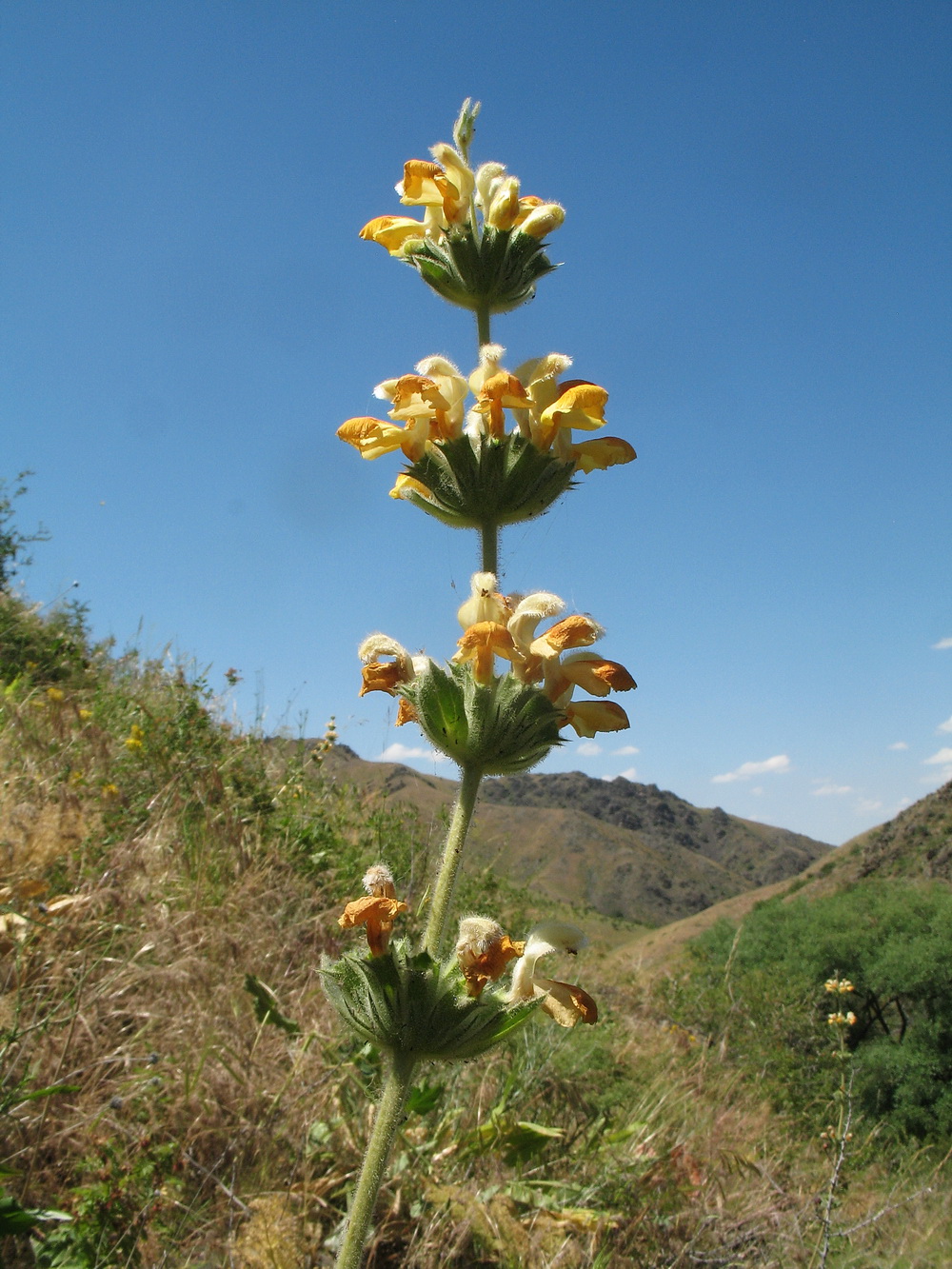 Изображение особи Phlomoides fetisowii.