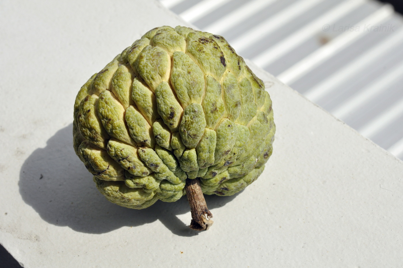 Image of Annona squamosa specimen.