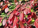 Viburnum dentatum