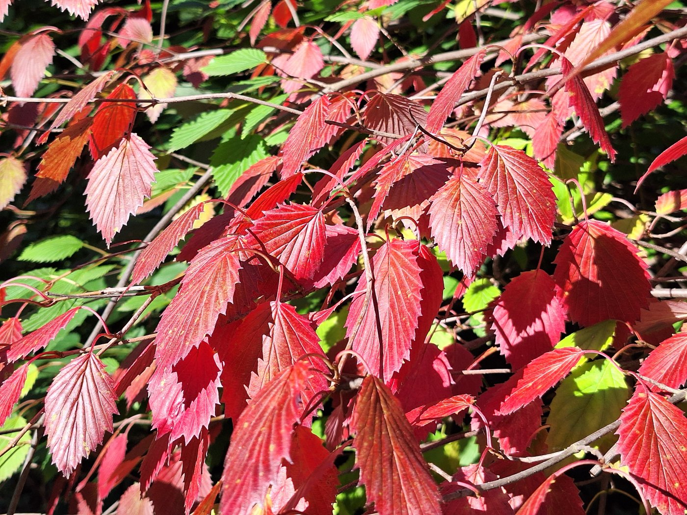 Image of Viburnum dentatum specimen.