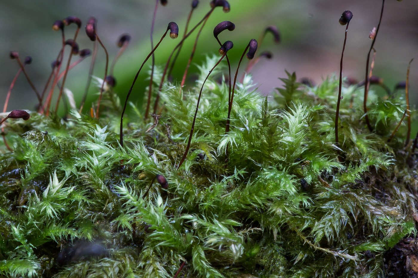 Image of familia Brachytheciaceae specimen.