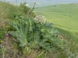 Heracleum leskovii. Зацветающее растение. Карачаево-Черкесия, Зеленчукский р-н, гора Джисса, ≈ 1600 м н.у.м., на кромке скального обрыва. 14.06.2024.