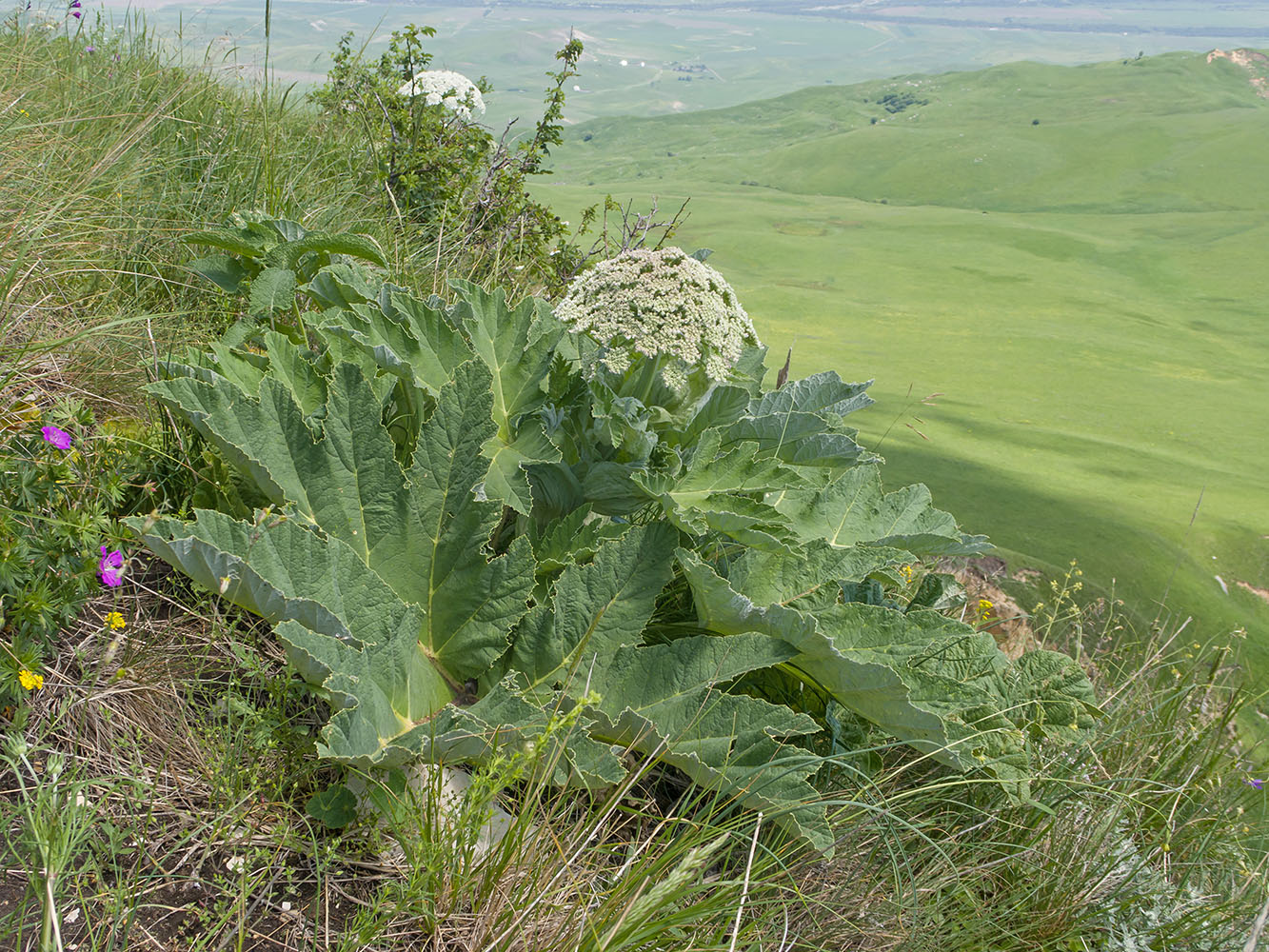 Изображение особи Heracleum leskovii.