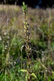 Oenothera biennis. Верхушка плодоносящего растения. Московская обл., Дмитровский гор. округ, дол. р. Волгуша, луг. 31.08.2024.