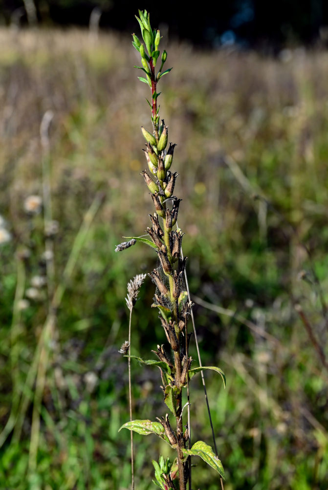 Изображение особи Oenothera biennis.