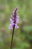 Dactylorhiza psychrophila. Верхушка побега с соцветием. Карелия, восточный берег оз. Топозеро, сфагновое болото в окружении соснового леса. 02.07.2024.