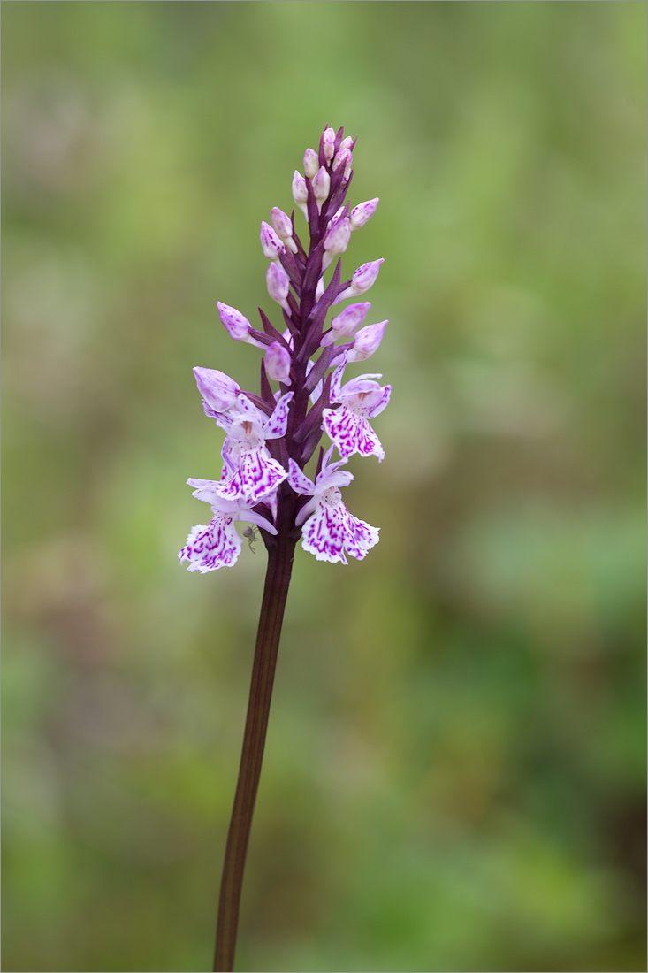 Image of genus Dactylorhiza specimen.