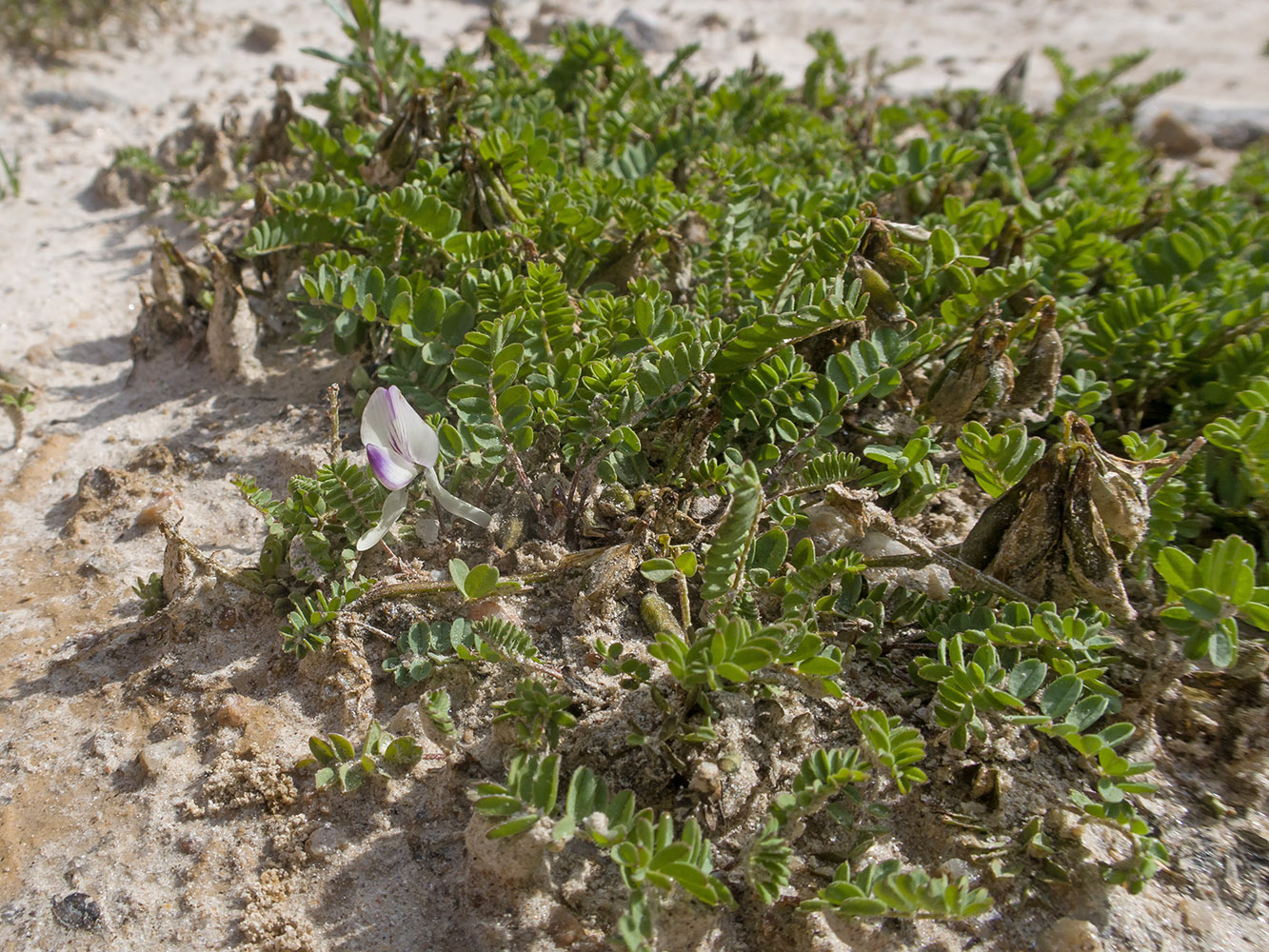 Image of genus Astragalus specimen.