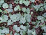 View full-size image Hedera helix