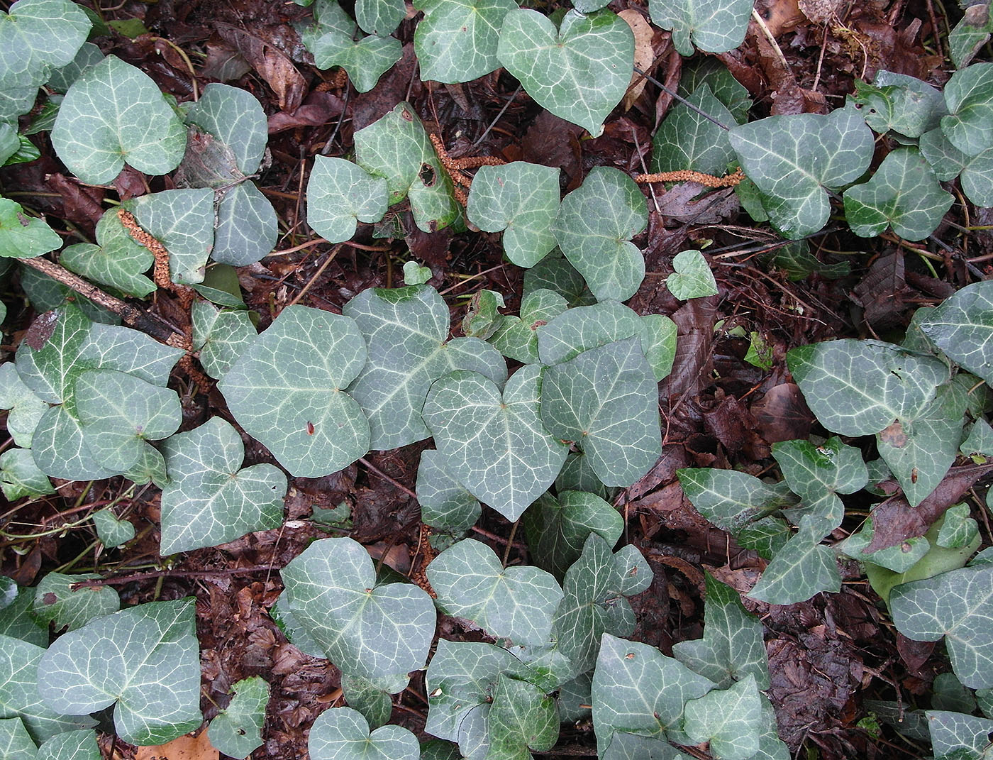 Изображение особи Hedera helix.