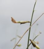 Смотреть изображение Astragalus kessleri