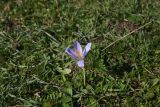 View full-size image Crocus speciosus