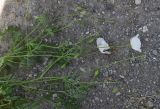 View full-size image genus Papaver