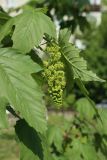 View full-size image Acer pseudoplatanus