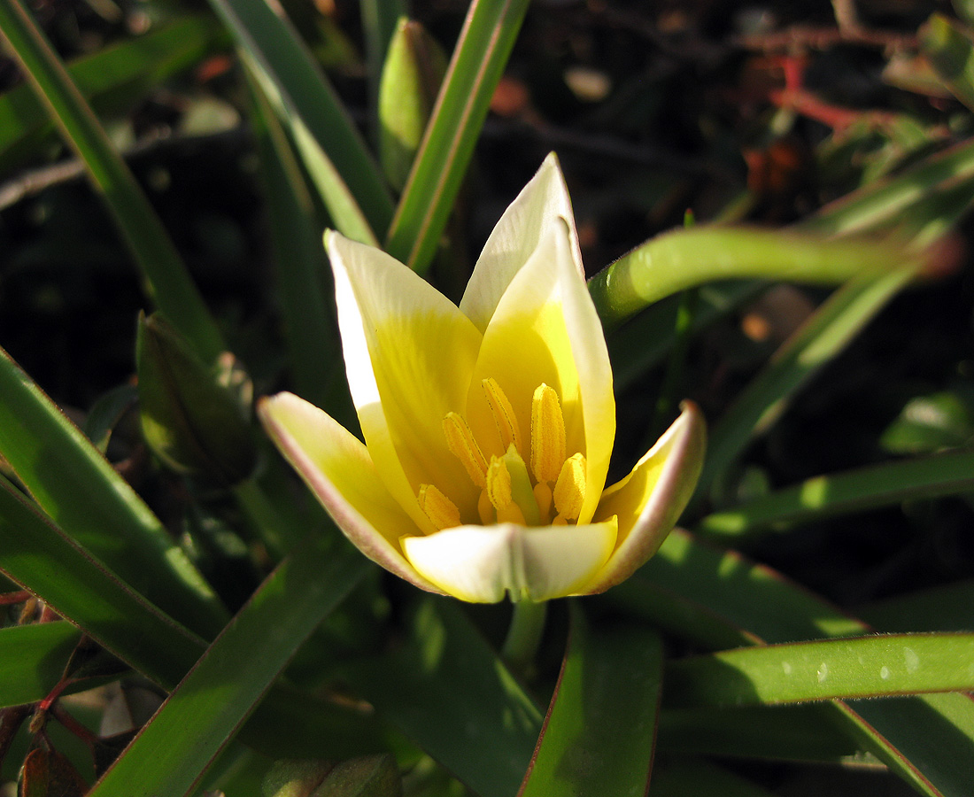 Image of Tulipa tarda specimen.