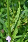 View full-size image genus Rumex