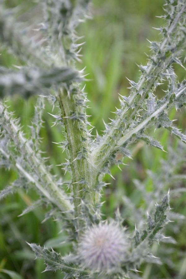 Image of Carduus uncinatus specimen.