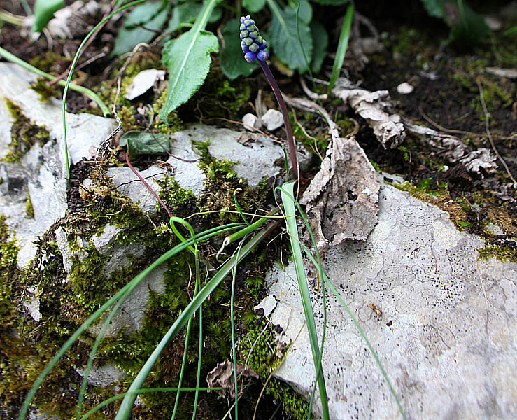 Image of Muscari dolichanthum specimen.