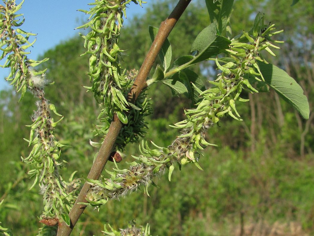 Image of Salix &times; tetrapla specimen.