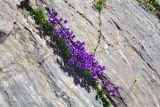 Campanula saxifraga