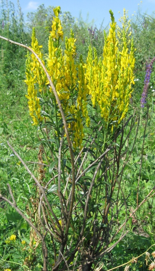 Image of Genista tinctoria specimen.