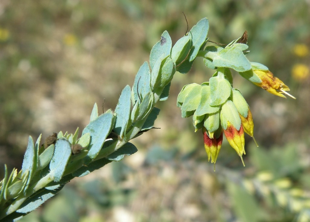 Image of Cerinthe minor specimen.